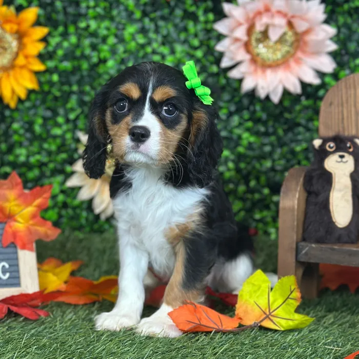 Female Cavalier King Charles Spaniel puppy named Yaya for sale at Pet Express Saugus.