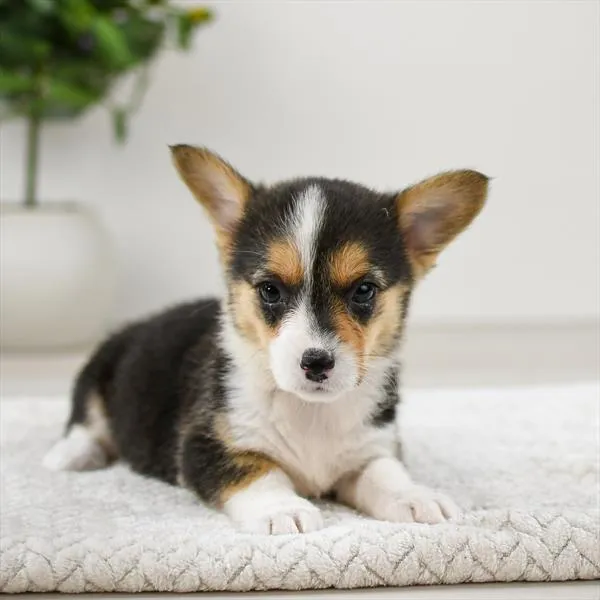 Female Pembroke Welsh Corgi puppy named Connie for sale at Pet Express Saugus.