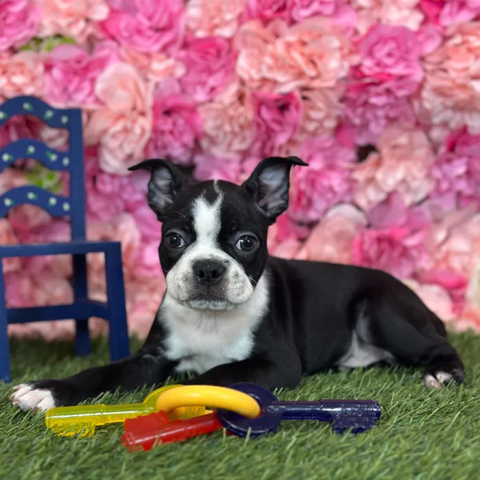 Male Boston Terrier puppy named Wallaby for sale at Pet Express Saugus.