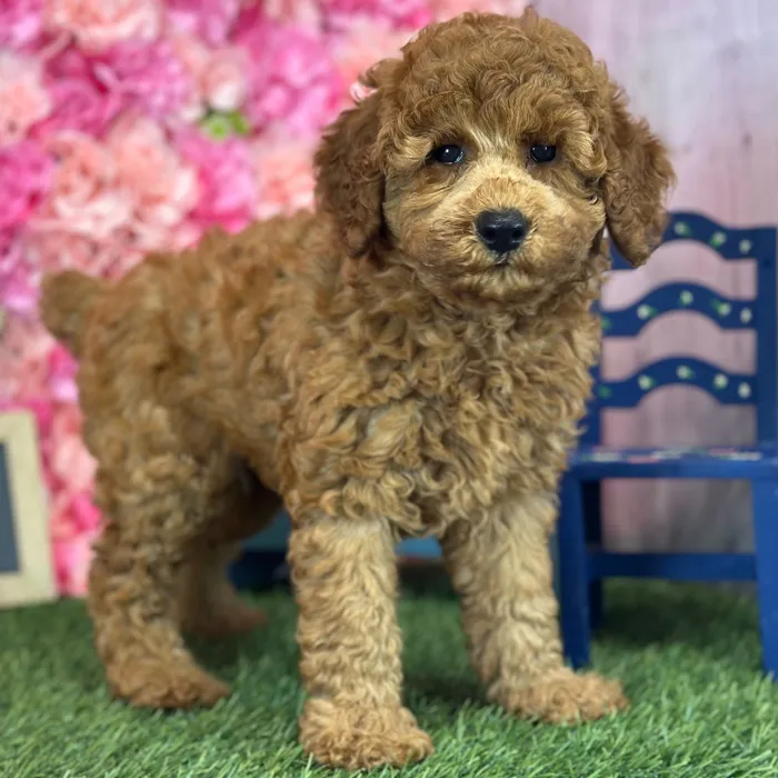 Female Poodle Moyen (Medium) puppy named Cherry for sale at Pet Express Saugus.