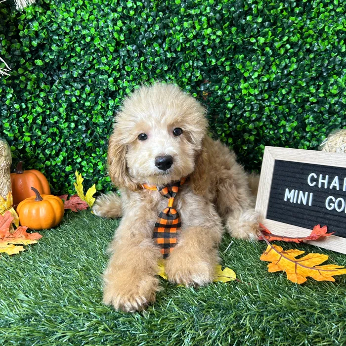Male Mini Goldendoodle 2Nd Gen puppy named Charles for sale at Pet Express Braintree.