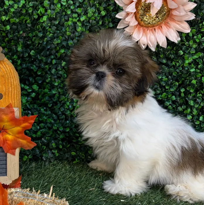 Female Shih Tzu puppy named Mini Muffin for sale at Pet Express Saugus.
