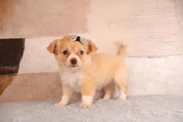 Female Chihuahua puppy named Cheechee for sale at Pet Express Saugus.
