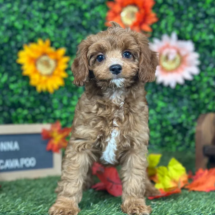 Female Cavapoo 2Nd Gen puppy named Nonna for sale at Pet Express Saugus.