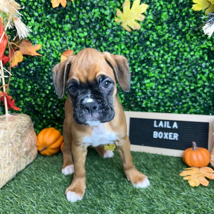 Female Boxer puppy named Laila for sale at Pet Express Braintree.