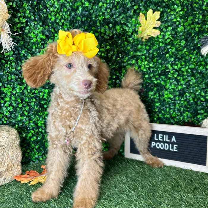 Female Poodle (Mini) puppy named Leila for sale at Pet Express Braintree.