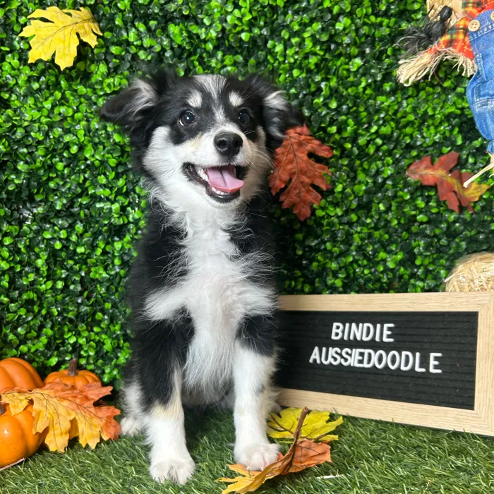 Female Aussiedoodle 2Nd Gen puppy named Bindie for sale at Pet Express Braintree.