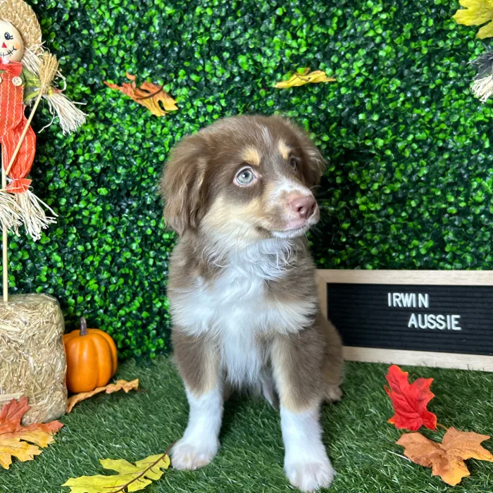 Male Miniature Australian Shepherd puppy named Irwin for sale at Pet Express Braintree.