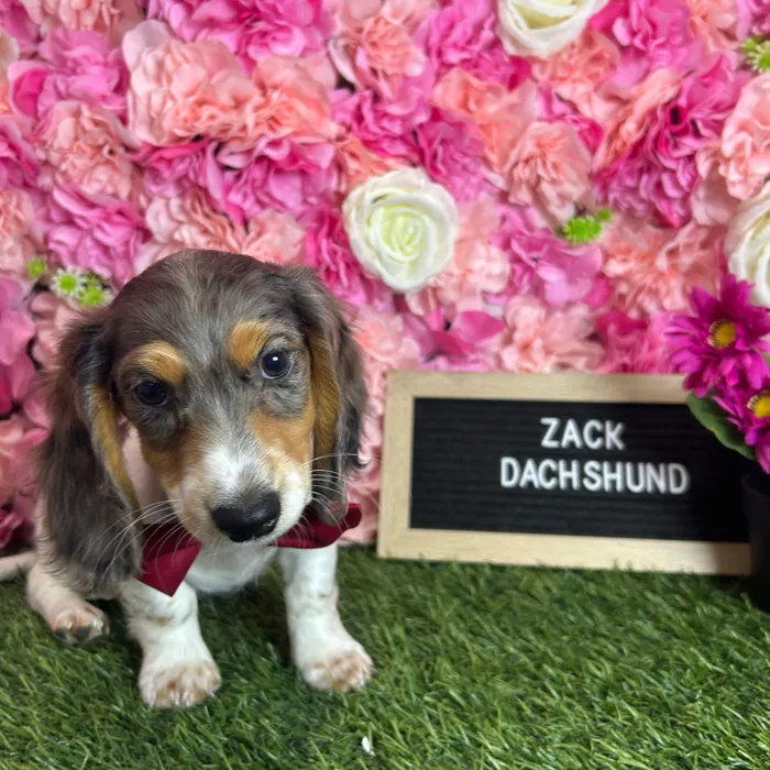 Male Dachshund puppy named Zack for sale at Pet Express Braintree.