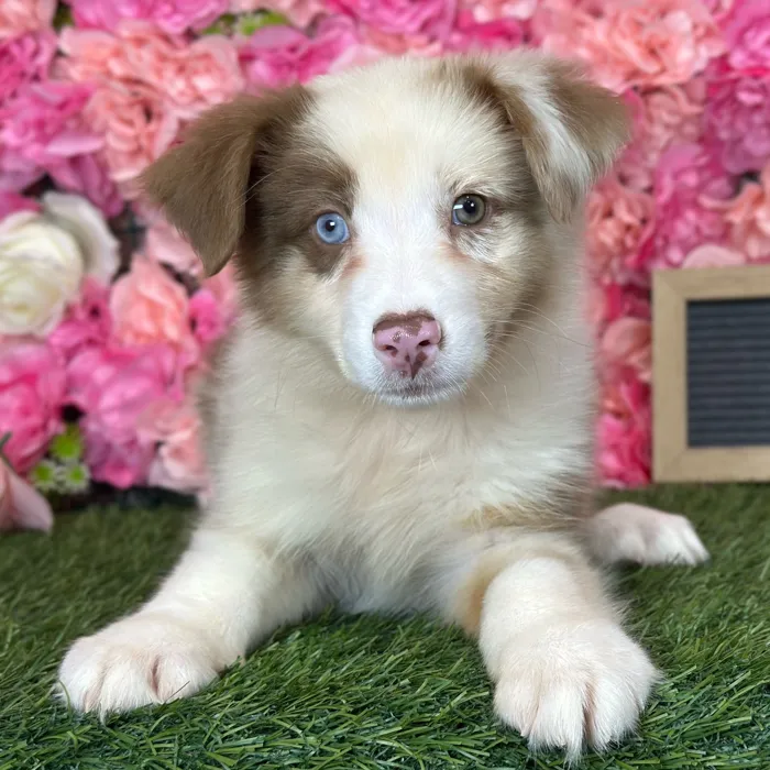 Female Miniature Australian Shepherd puppy named Twixie for sale at Pet Express Saugus.