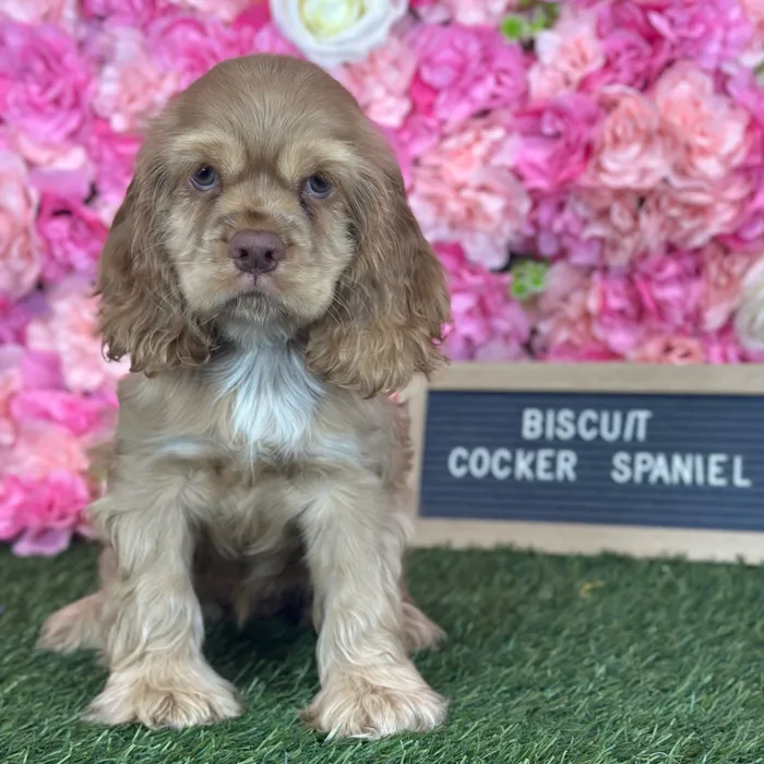 Female Cocker Spaniel puppy named Biscuit for sale at Pet Express Saugus.