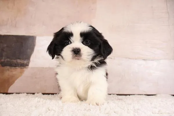 Male Shih Tzu puppy named Bud for sale at Pet Express Braintree.