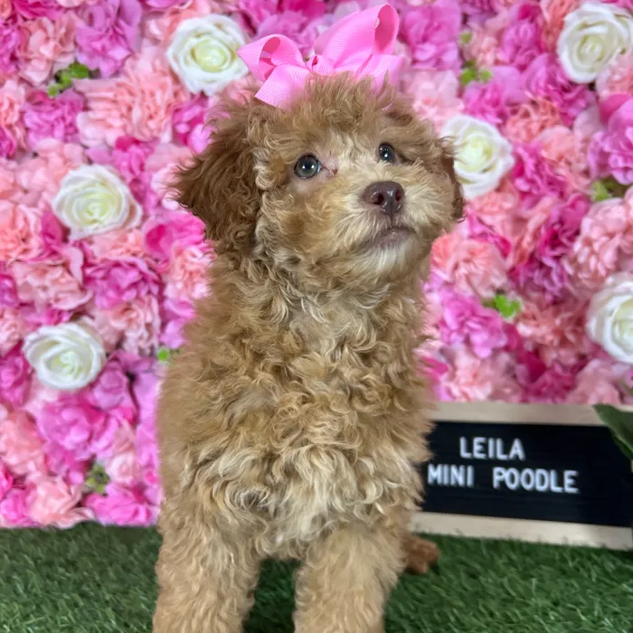 Female Poodle (Mini) puppy named Leila for sale at Pet Express Braintree.