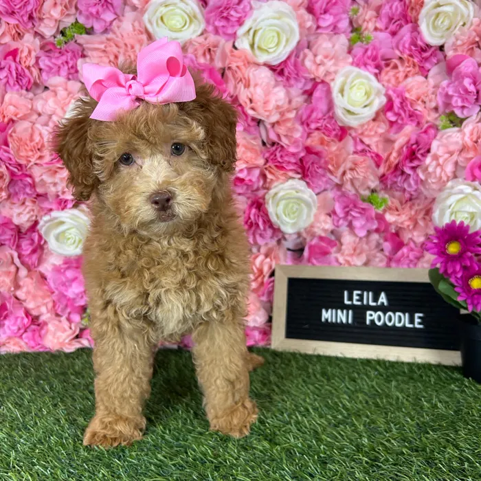 Female Poodle (Mini) puppy named Leila for sale at Pet Express Braintree.