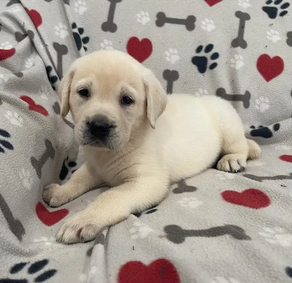 Male Labrador Retriever puppy named Pesto for sale at Pet Express Saugus.