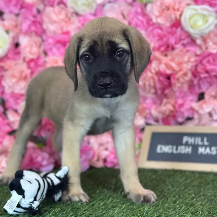 Male English Mastiff puppy named Phill for sale at Pet Express Saugus.