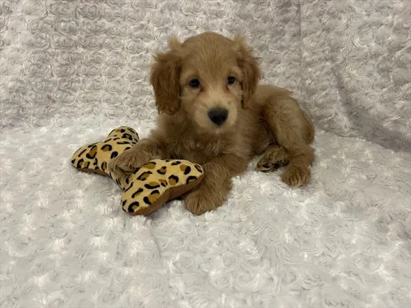 Male Cockapoo 2Nd Gen puppy named Luke for sale at Pet Express Saugus.