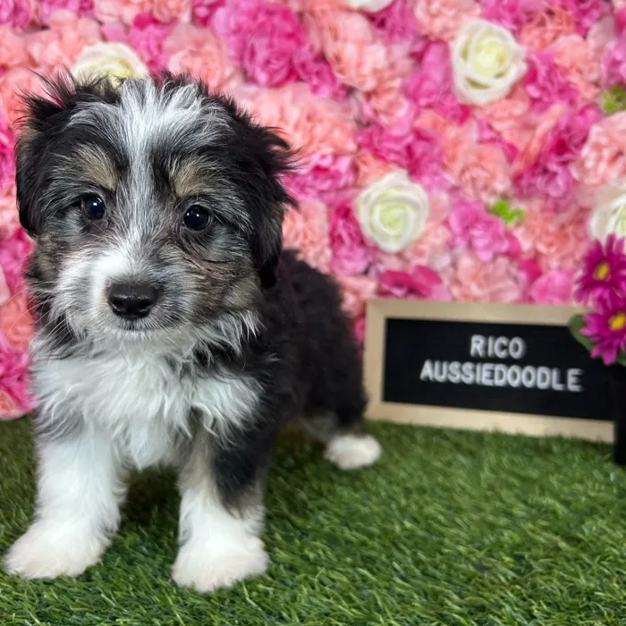 Male Aussiedoodle 2Nd Gen puppy named Rico for sale at Pet Express Braintree.