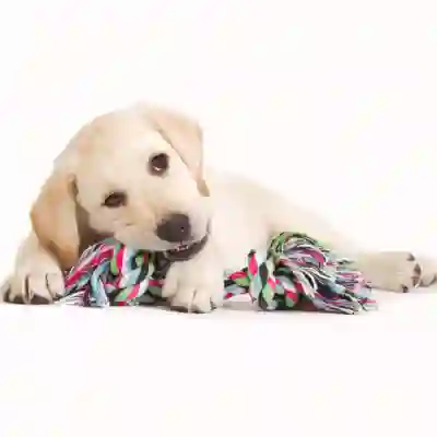 Image Alternative Text