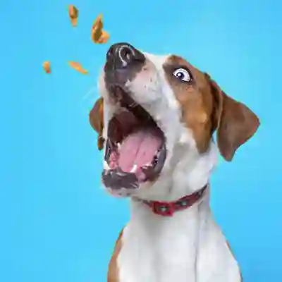 Image Alternative Text