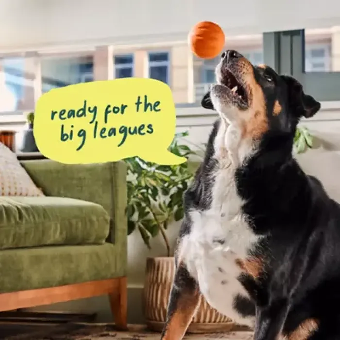 Woof Dog Toy Forager Flyball Single Orange