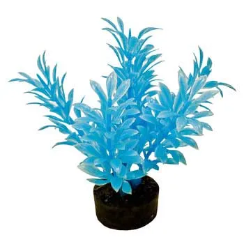 Colorburst Plant Exotic Mini Neon Blue