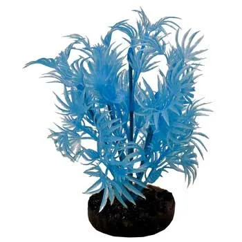 Colorburst Plant Dragon Leaf Neon Blue