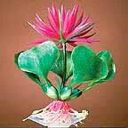 Plant Bottom-red Hyacinth