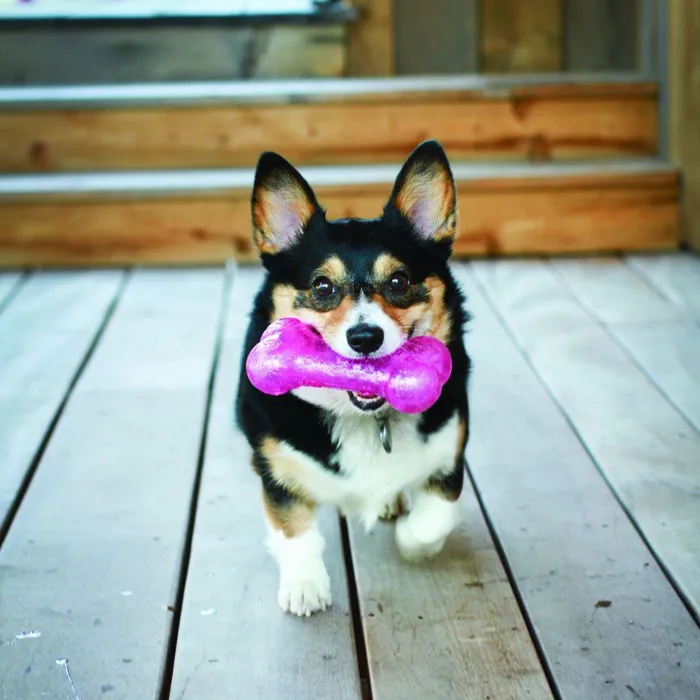 Squeezz Crackle Bone Dog Toy Medium