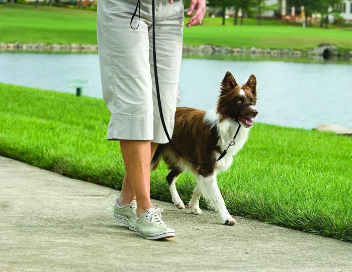 Gentle Leader Headcollar, No-pull Dog Collar Small Black