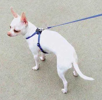 Li'l Pals Adj Collar Xx-small 5/16"x6-10" Blue