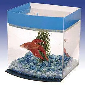 Betta Bow Front Acrylic Cube