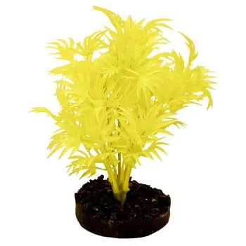 Colorburst Plant Dragon Leaf Neon Yellow