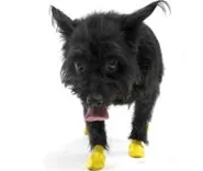 Waterproof Dog Boots, Yellow, 12 Count 2x-small