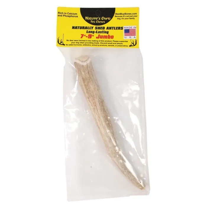 Packaged Jumbo Naturally Shed Antler 7-9 Inch
