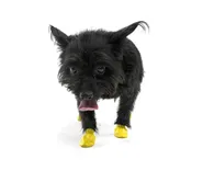 Waterproof Dog Boots, Yellow, 12 Count 2x-small
