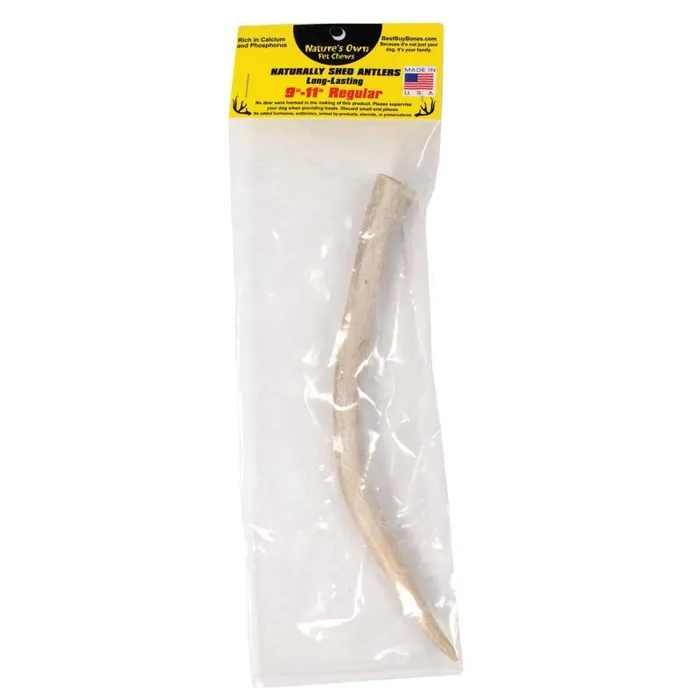 Packaged Regular Naturally Shed Antler 9-11 Inch
